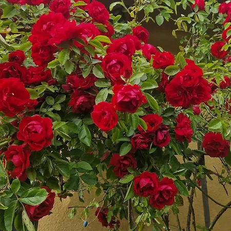 Сasa de vacaciones Na Kaszubach Sznurki