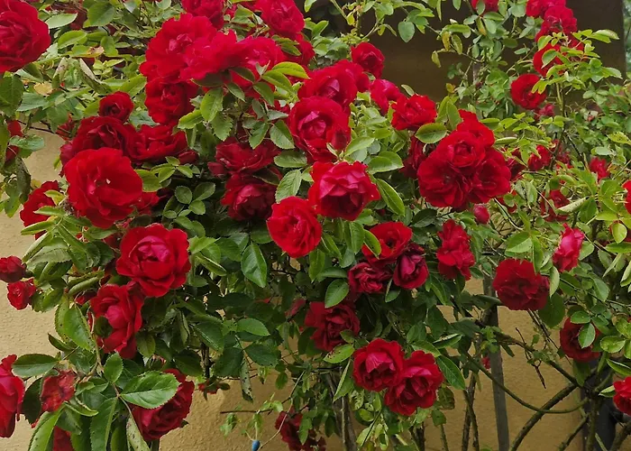 Dom wakacyjny Na Kaszubach Sznurki